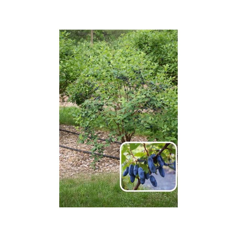 Lonicera caerulea 'Aurora'