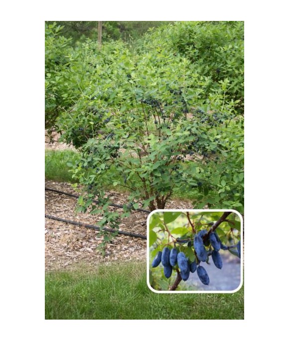Lonicera caerulea 'Aurora'