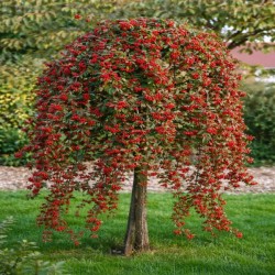 Cotoneaster salicifolius...
