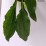 Echinacea purpurea CHERRY FLUFF 'Echcher298' PBR