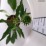 Echinacea purpurea CHERRY FLUFF 'Echcher298' PBR