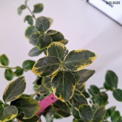 Euonymus fortunei 'Canadale Gold'