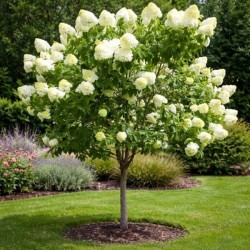 Hydrangea p. 'Grandiflora'