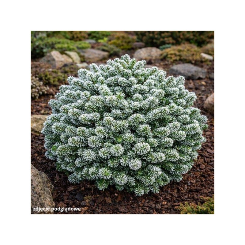 Abies koreana 'Kohout's Icebreaker' PBR