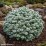 Abies koreana 'Kohout's Icebreaker' PBR