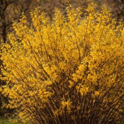 Forsythia ×intermedia 'Maja'