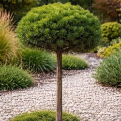 Pinus mugo 'Mops'