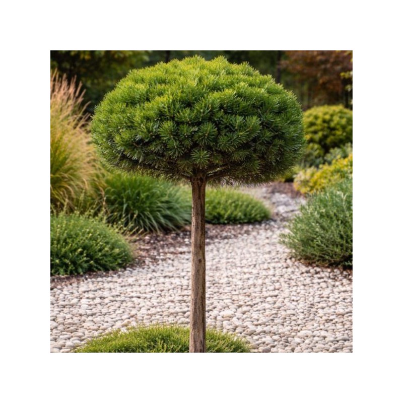 Pinus mugo 'Mops'