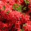 Rhododendron 'Satschico'