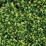 Hedera hibernica 'Arbori Compact'