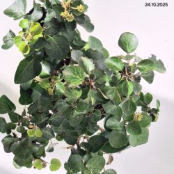 Hedera hibernica 'Arbori Compact'