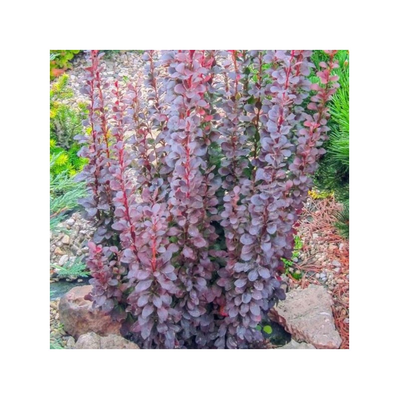 Berberis thunbergii 'Dariusz'