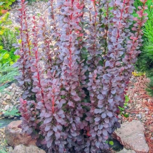 Berberis thunbergii 'Dariusz'