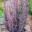 Berberis thunbergii 'Dariusz'