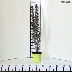 Berberis thunbergii 'Dariusz'