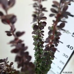 Berberis thunbergii 'Dariusz'