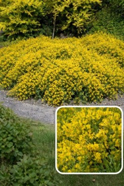 Genista lydia
