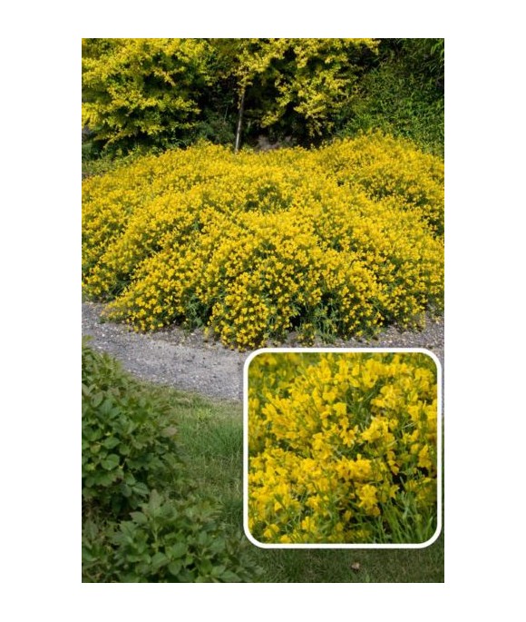 Genista lydia