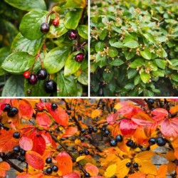 Cotoneaster lucidus
