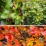 Cotoneaster lucidus