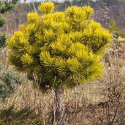 Pinus mugo 'Winter Gold'
