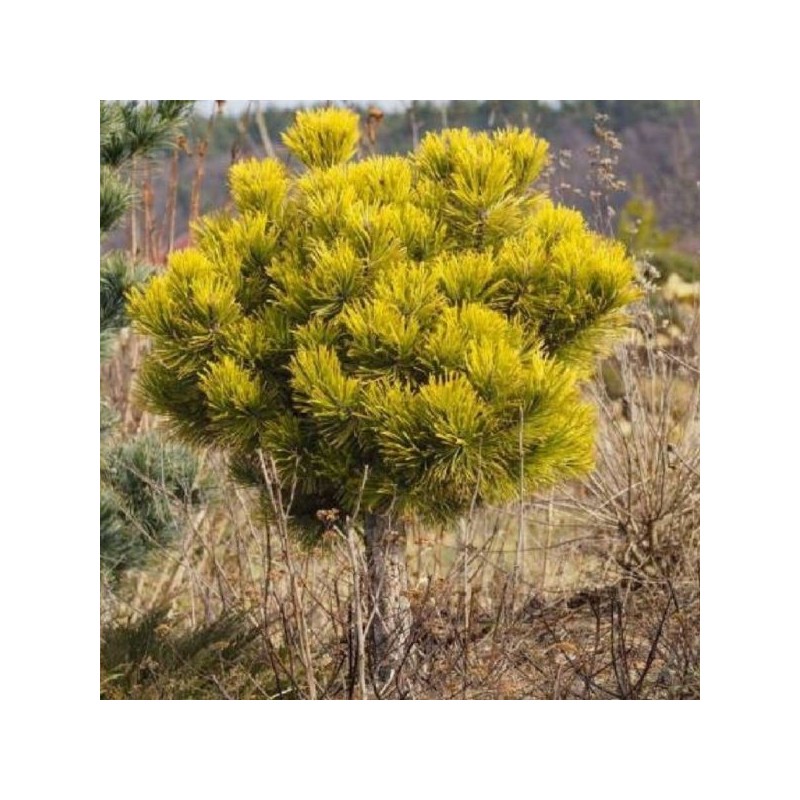 Pinus mugo 'Winter Gold'