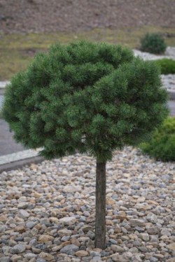 Pinus mugo 'Benjamin'