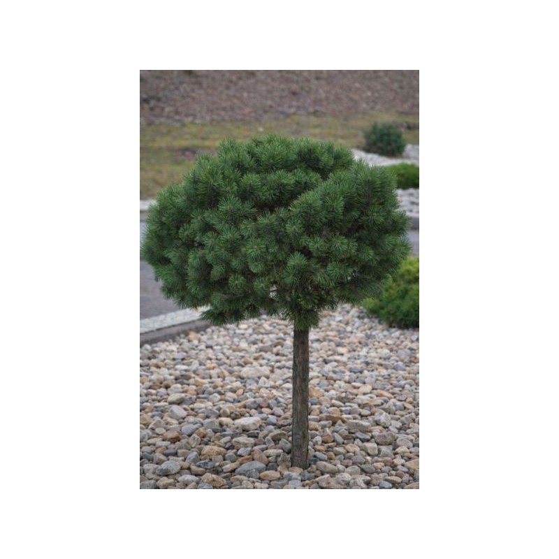 Pinus mugo 'Benjamin'