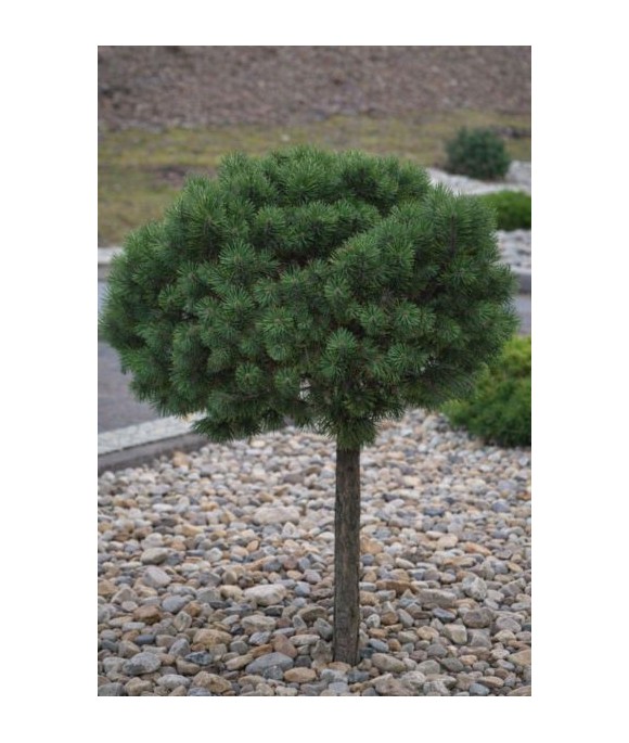 Pinus mugo 'Benjamin'