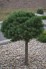 Pinus mugo 'Benjamin'