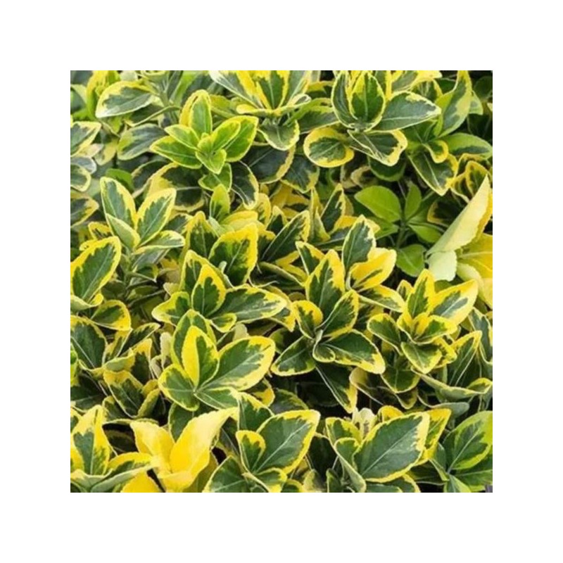 Euonymus japonicus 'Aureus'