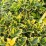 Euonymus japonicus 'Aureus'