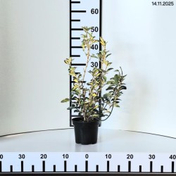 Euonymus japonicus 'Aureus'
