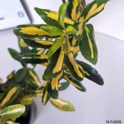 Euonymus japonicus 'Aureus'