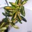 Euonymus japonicus 'Aureus'