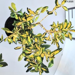 Euonymus japonicus 'Aureus'