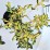 Euonymus japonicus 'Aureus'
