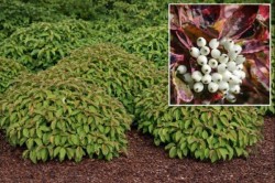 Cornus sericea 'Kelseyi'