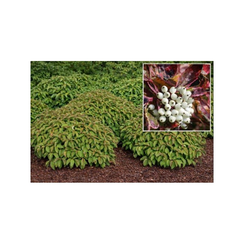Cornus sericea 'Kelseyi'
