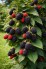 Rubus fruticosus 'Triple Crown'