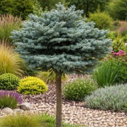 Picea pungens 'Glauca Globosa'