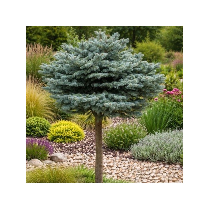 Picea pungens 'Glauca Globosa'
