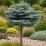 Picea pungens 'Glauca Globosa'