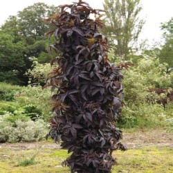Sambucus nigra BLACK TOWER...