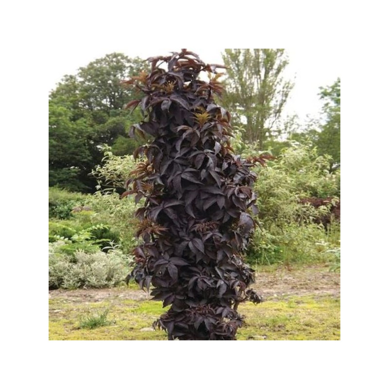 Sambucus nigra BLACK TOWER 'Eiffel 1' PBR
