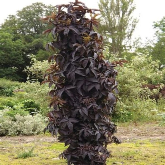 Sambucus nigra BLACK TOWER 'Eiffel 1' PBR