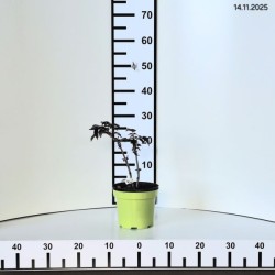 Sambucus nigra BLACK TOWER 'Eiffel 1' PBR