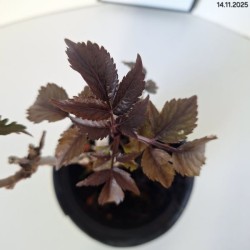 Sambucus nigra BLACK TOWER 'Eiffel 1' PBR