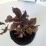 Sambucus nigra BLACK TOWER 'Eiffel 1' PBR