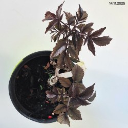 Sambucus nigra BLACK TOWER 'Eiffel 1' PBR